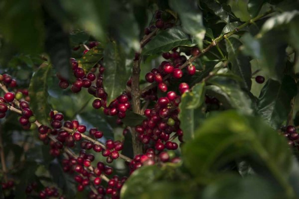 Coffea arabica costa rica 95 / Costa Ricas Kaffeestrauch