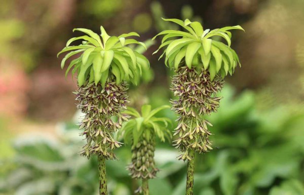 Eucomis bicolor / Ananaslilie