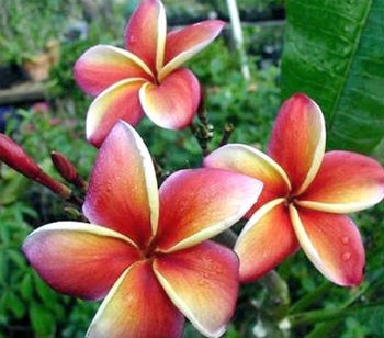 Plumeria Mayan Rainbow / Frangipani