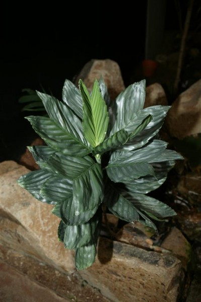 Chamaedorea metallica / Palme