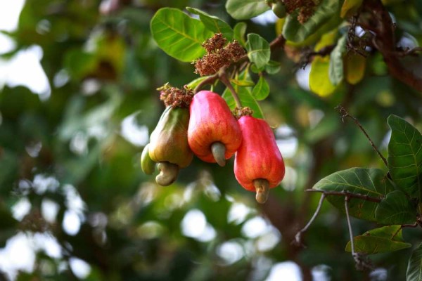Anacardium occidentale / Cashew-Baum