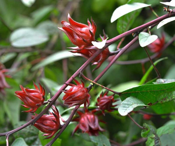 Hibiscus sabdariffa / Roselle / Rote Malve