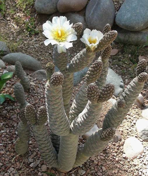 Tephorcactus articulatus / Kaktus