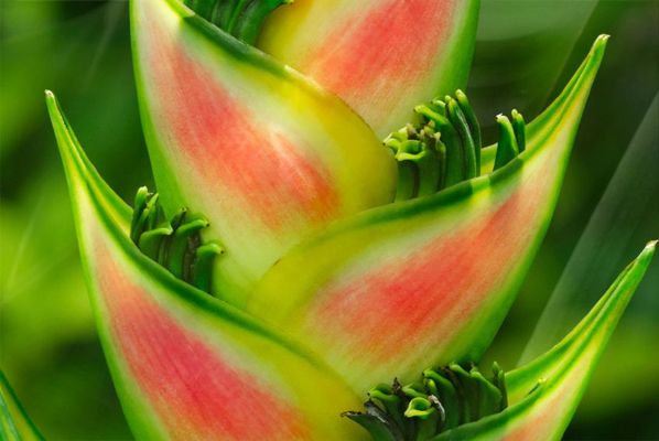 exotisches Saatgut Geschenkidee Samen für dekorative Zimmerpflanze TOMATENBAUM 