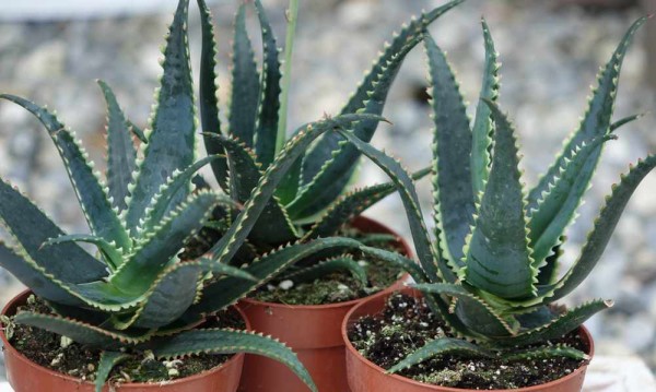 Aloe aculeata / Jurassic Dragon