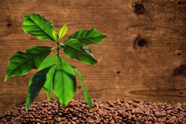 Coffea arabica / Kaffeestrauch