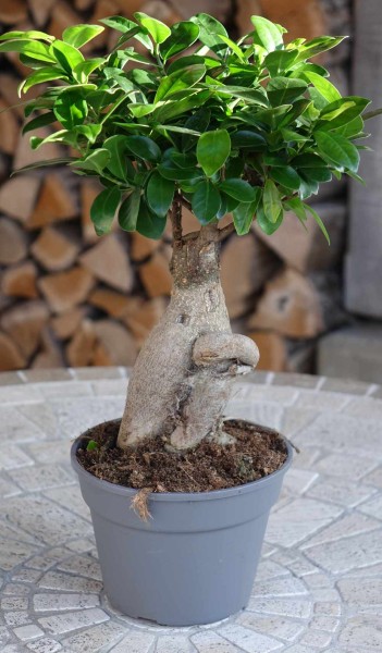 Ficus Microcarpa / Ficus Ginseng / Chinesische Feige