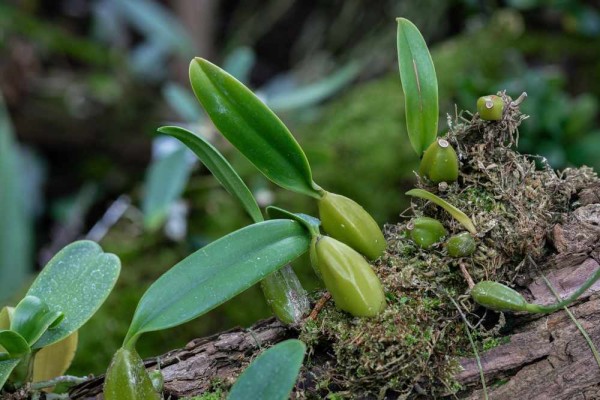 Bulbophyllum falcatum / Orchidee