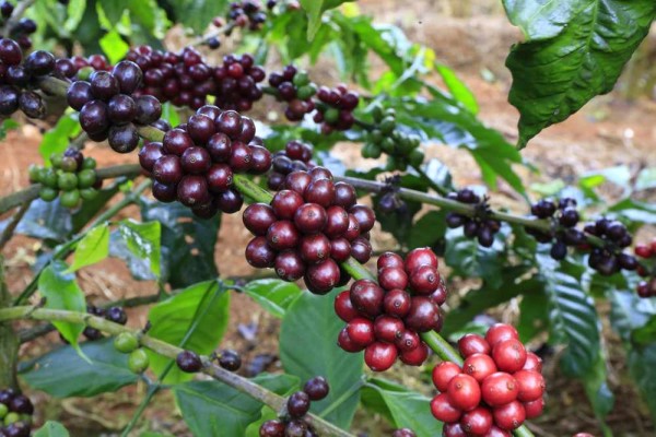 Coffea arabica himalaya / Wilder Kaffeestrauch