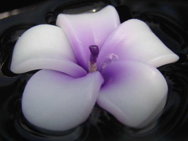 Plumeria Kerzen violett-weiss