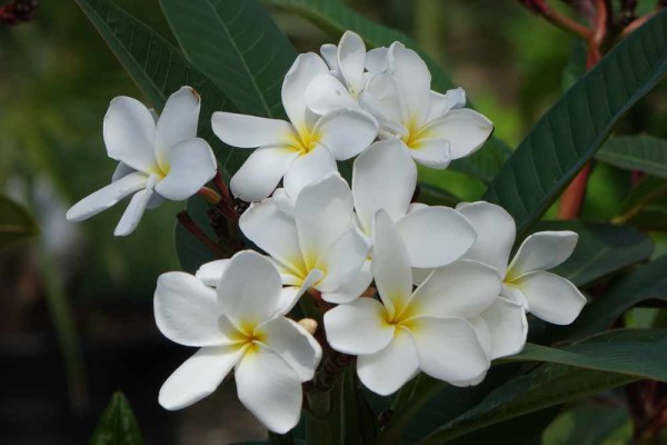 Plumeria Ken’s White / Frangipani