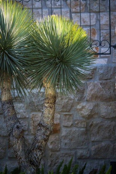 Yucca rostrata - Winterharter Yucca