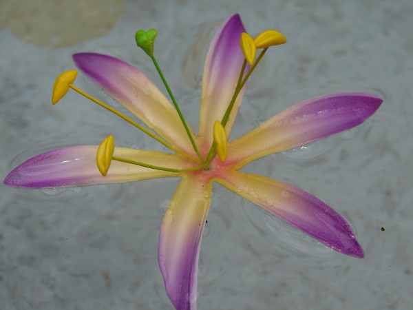 Schwimmblüte Lilie violett-gelb
