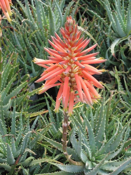 Aloe humilis / Igel-Aloe