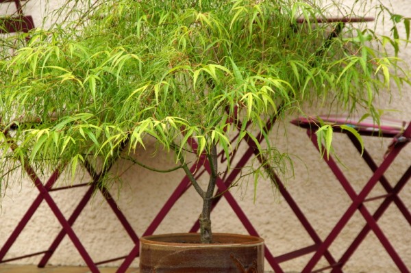 Acer palmatum Koto-no-ito / Japanischer Fächerahorn