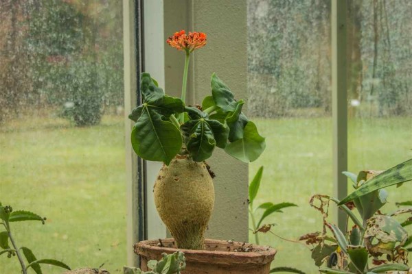 Jatropha podagrica / Flaschenpflanze