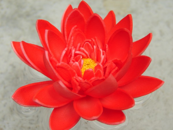 Schwimmblüte Lotus rot