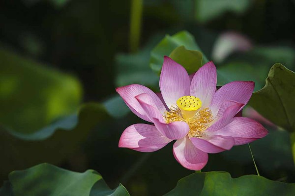 Nelumbo nucifera / Indische Lotusblume