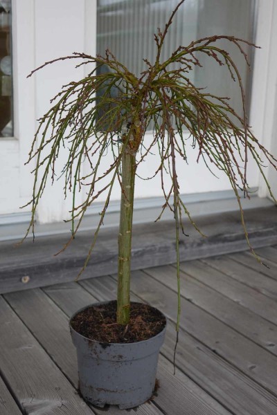 Salix arbuscula / Zwergweide / Bäumchen-Weide