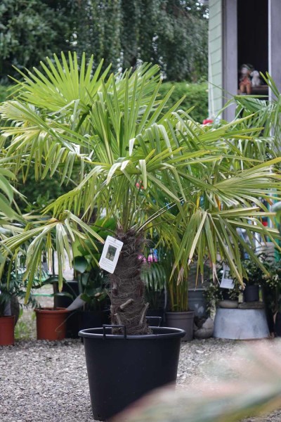 Trachycarpus fortunei / Tessinerpalme Pflanze