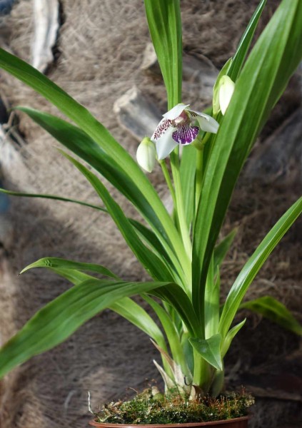 Pabstia jugosa / Orchidee