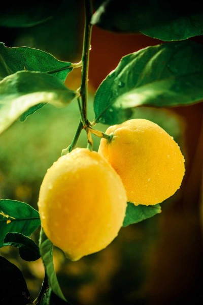 Citrus Meyer / Zitrone Pflanze