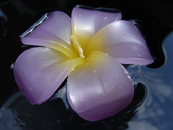 Plumeria Kerzen gelb-violett