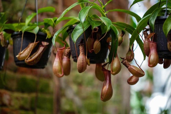 Nepenthes alata / Kannenpflanze / Fleischfressende Pflanze