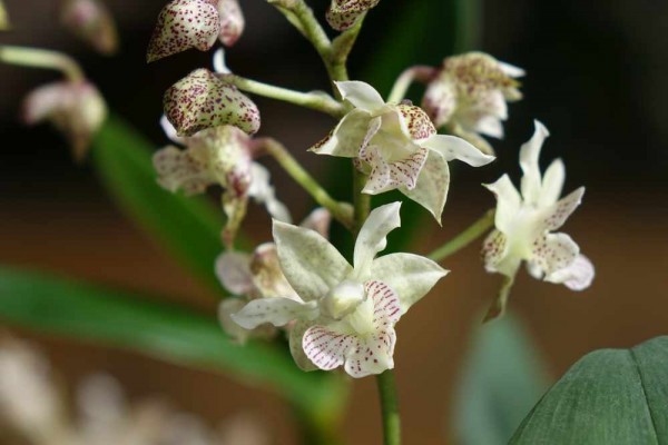 Dendrobium atroviolaceum x D. abberans / Orchidee
