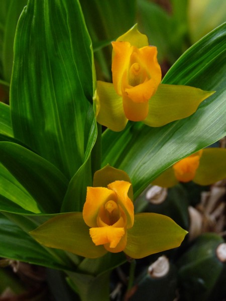 Lycaste aromatica / Gold Orchidee