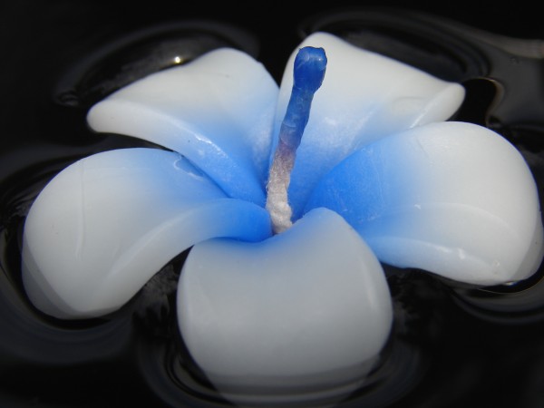 Plumeria Kerzen blau-weiss