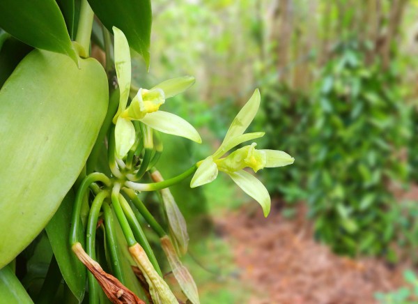 Vanilla planifolia / Echte Vanille Pflanze