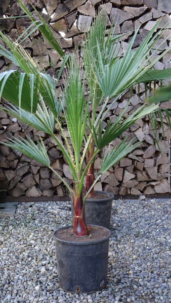 Washingtonia robusta / Petticoat-Palme