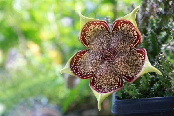 Edithcolea grandis / Persian Carpet Flower