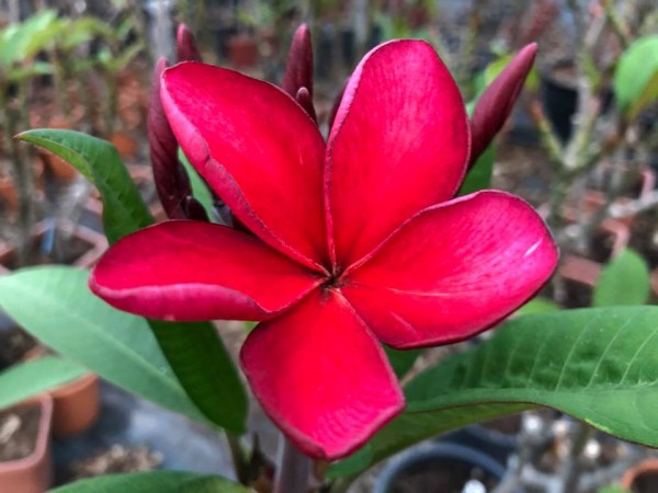 Plumeria Siam red / Frangipani