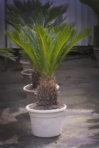 Cycas revoluta / Japanischer Palmfarn