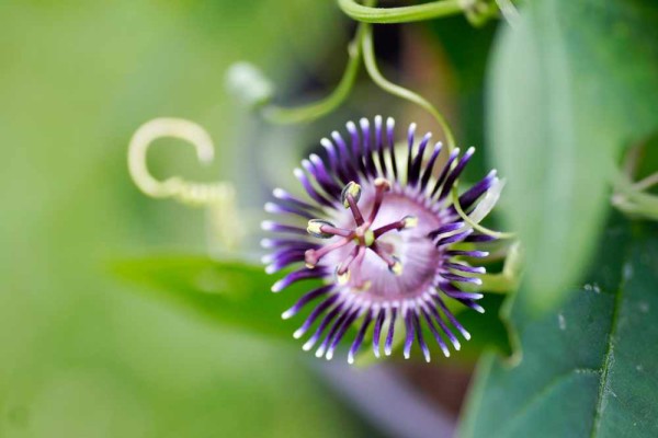Passiflora colinvauxii / Passionsblume