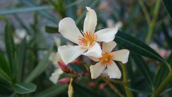 Nerium oleander Angiolo Pucci / Oleander Angiolo Pucci