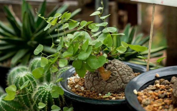 Dioscorea elephantipes / Schildkrötenpflanze