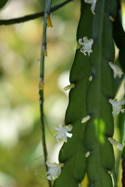 Rhipsalis cruciformis paraguay / Paraquays Binsenkaktus