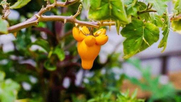 Solanum mammosum / Nippelfrucht / Kuheuterpflanze