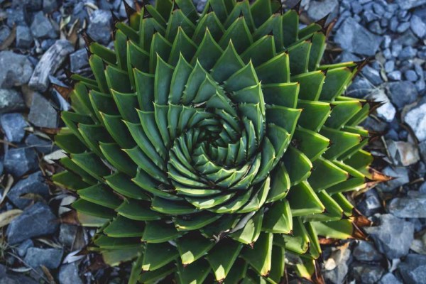 Aloe polyphylla / Spiralaloe