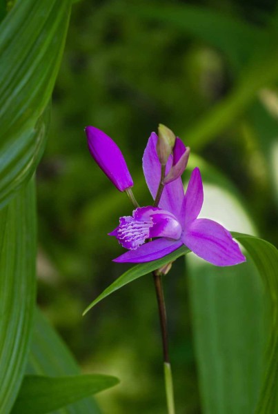 Bletilla striata / Japanorchidee