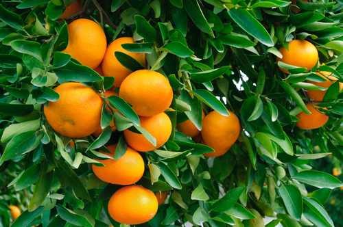 Citrus reshni / Cleopatra Mandarine