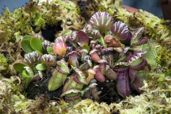 Cephalotus follicularis / Zwergkrug / Kannenpflanze / Fleischfressende Pflanze