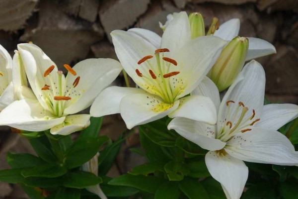 Lilium x cultroum / Asiatische Lilie