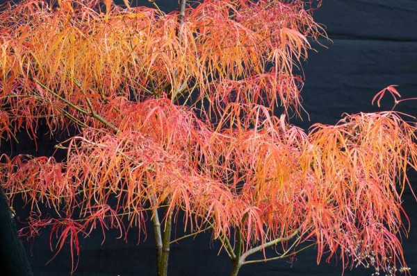 Acer palmatum Koto-no-ito / Japanischer Fächerahorn