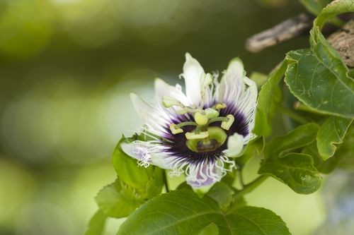 Passiflora edulis / Passionsblume